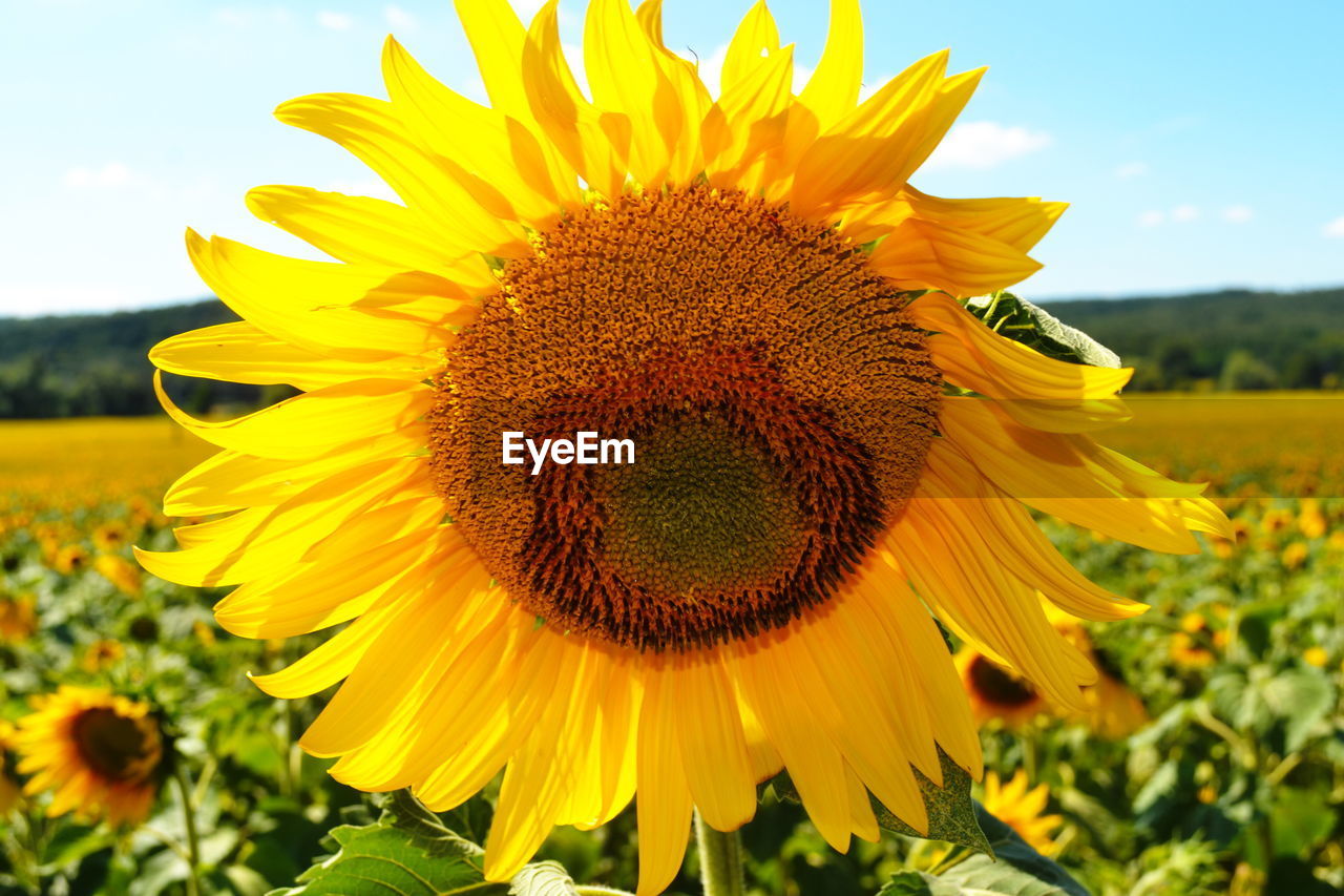 Close-up of sunflower blooming on field against sky