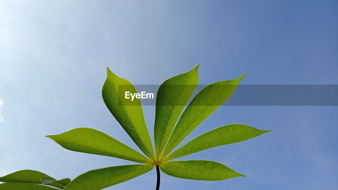 Close-up of plant against clear blue sky