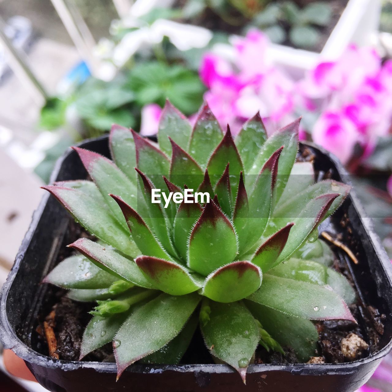 HIGH ANGLE VIEW OF POTTED PLANT