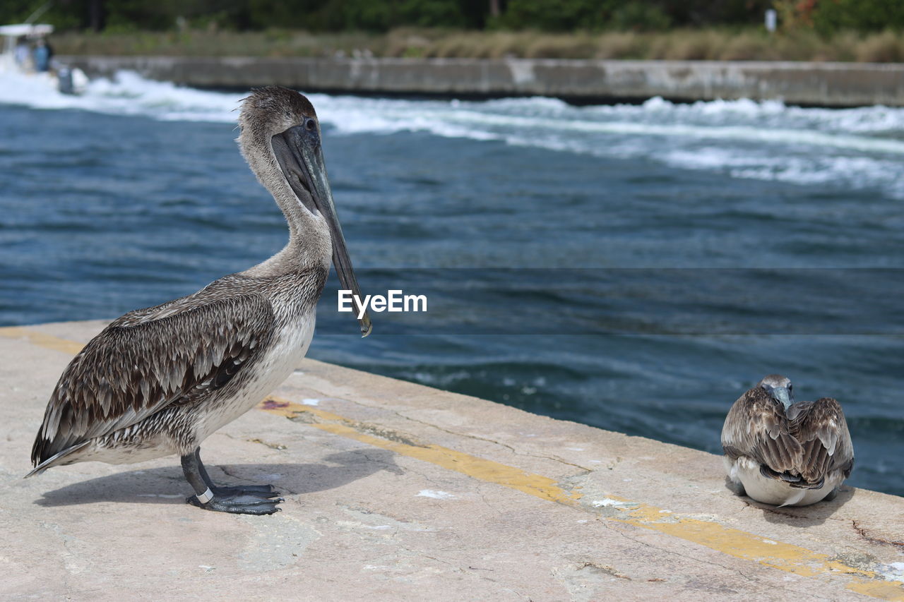 VIEW OF BIRDS PERCHING ON A SEA