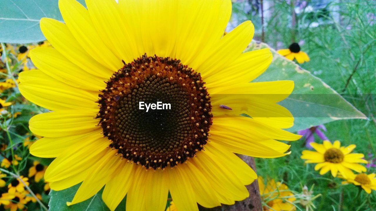 CLOSE-UP OF SUNFLOWERS ON SUNFLOWER