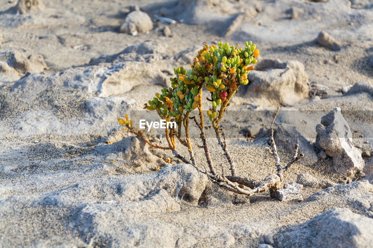 nature, land, sand, sunlight, day, plant, no people, flower, beach, soil, rock, beauty in nature, outdoors, leaf, high angle view, tranquility, shadow, growth, close-up, geology, flowering plant, focus on foreground, fragility, sunny, tree