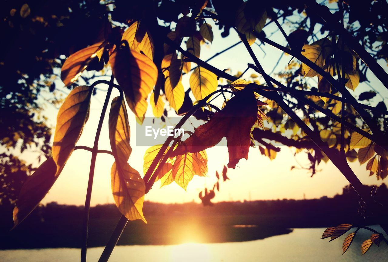 Close-up of tree branches against lake at sunset