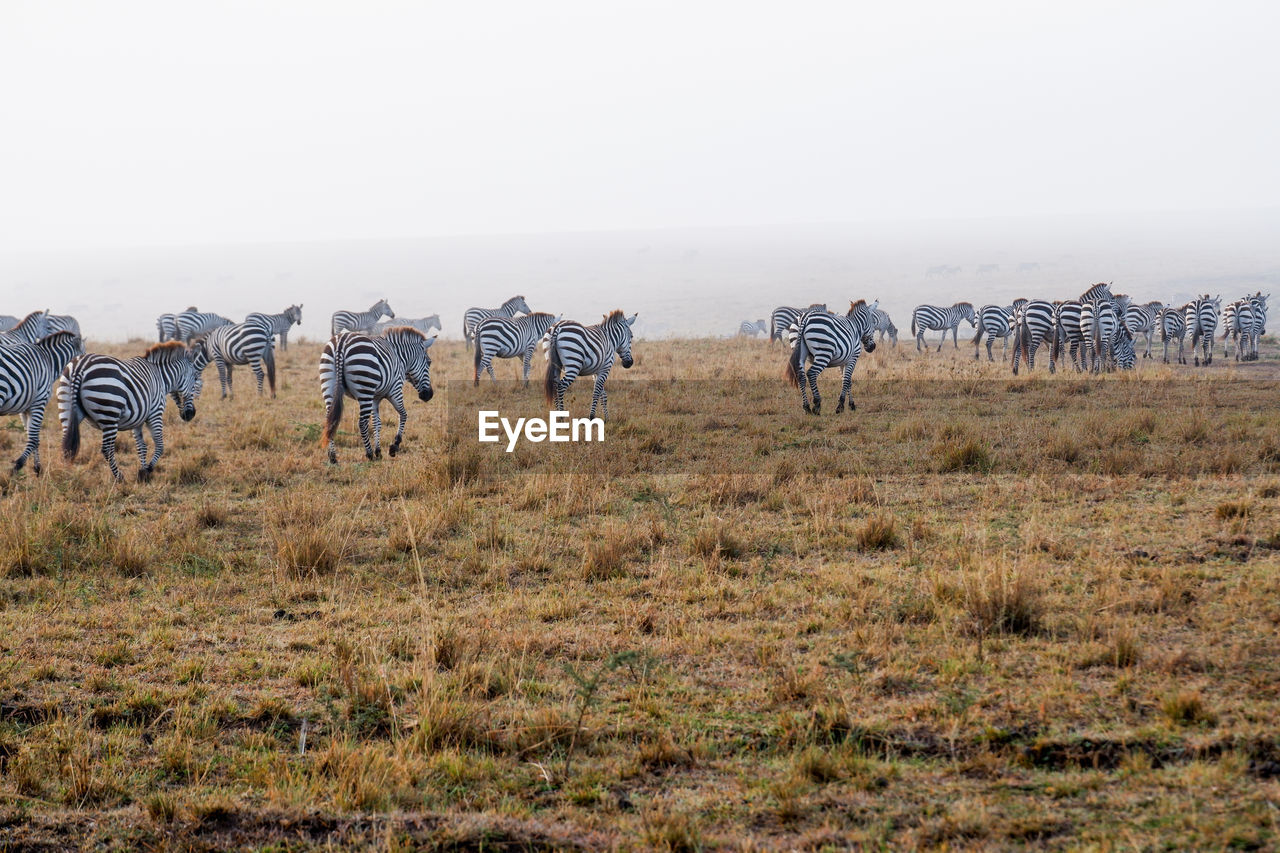 A herd of plains zebras walk the grasslands of the maasai mara national reserve, kenya