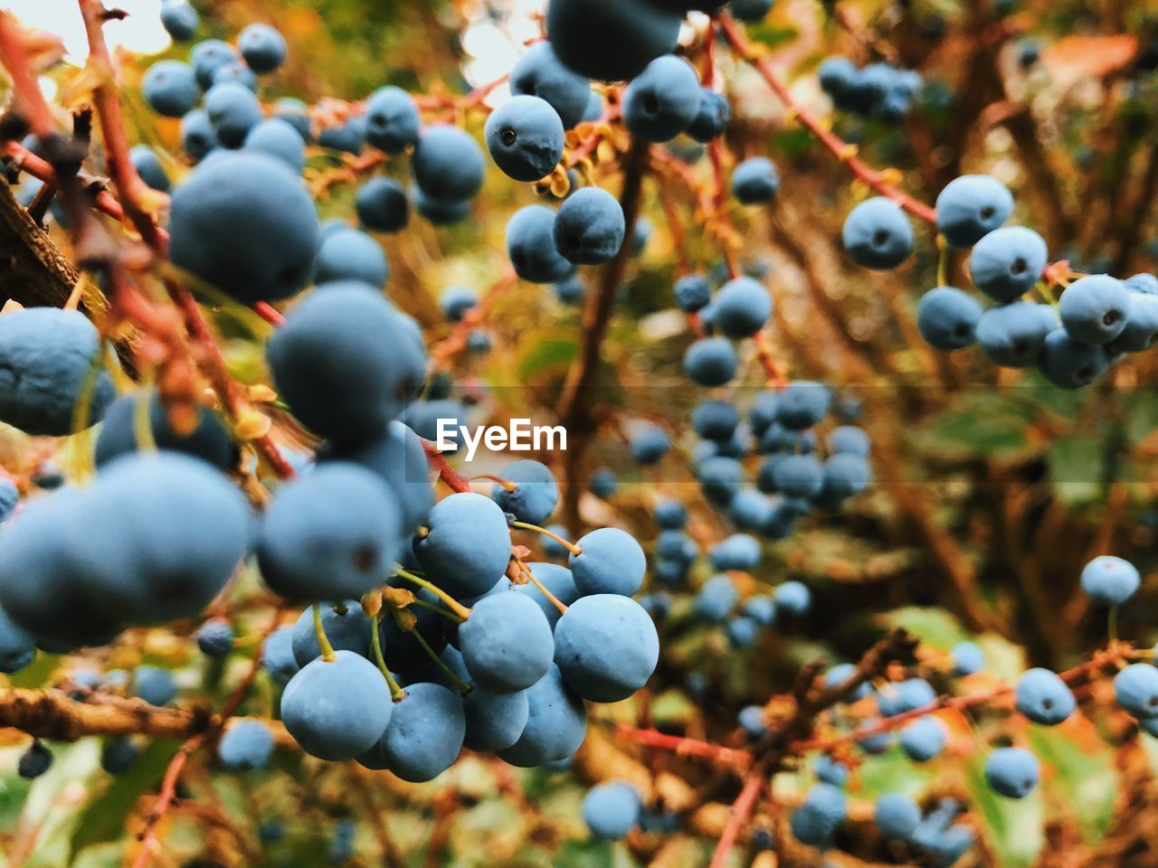 Close-up of berries growing on land