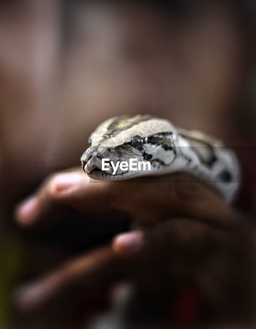 Close-up of hand holding snake