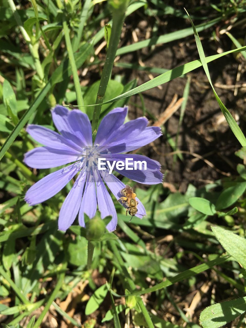 BEE POLLINATING ON FLOWER