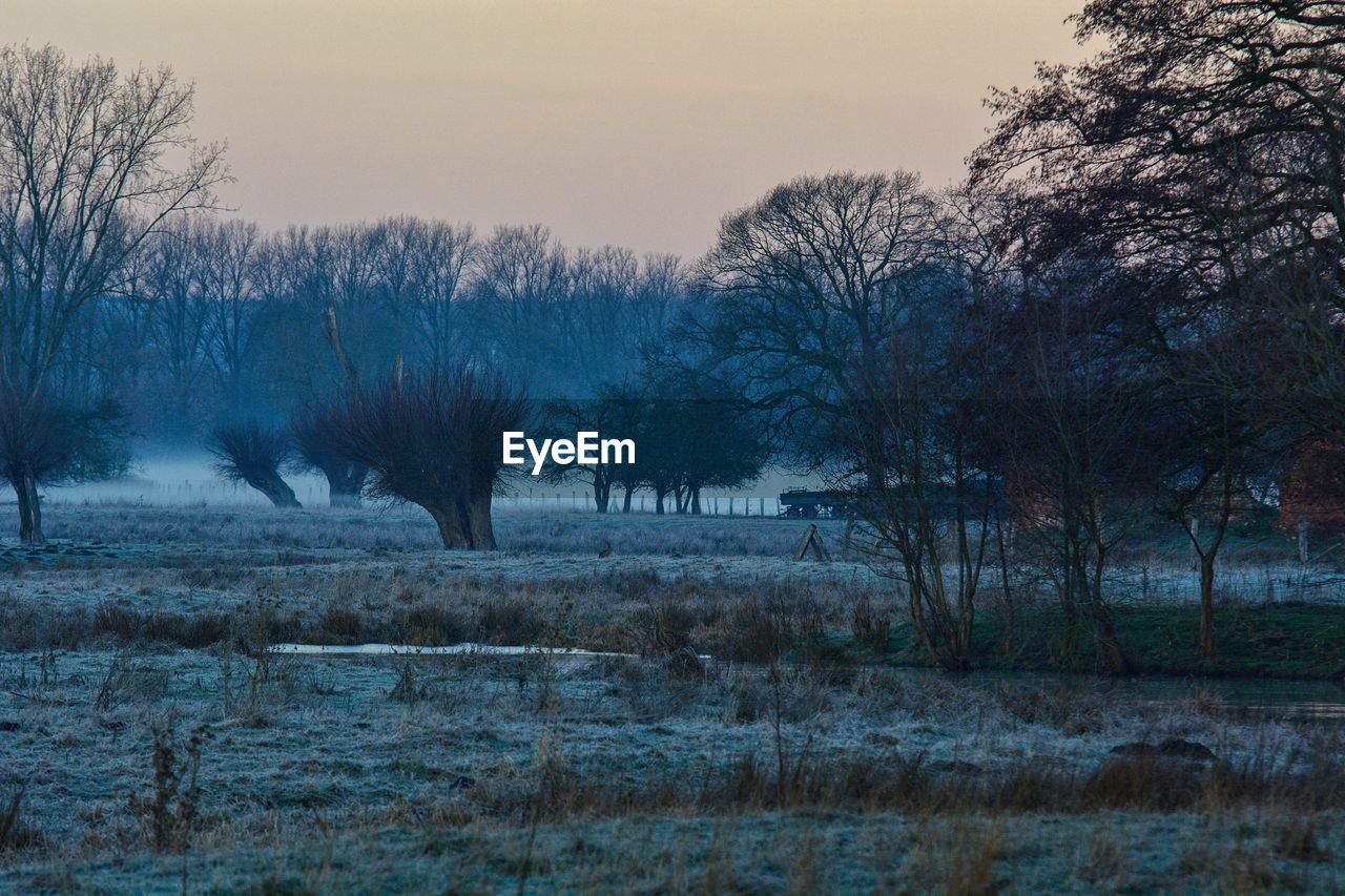 Bare trees on field against sky during winter