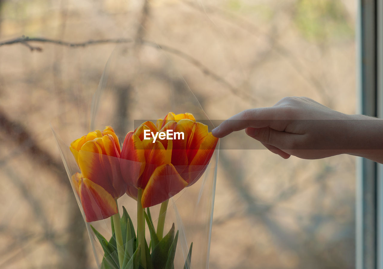 Close-up of hand over tulip flower