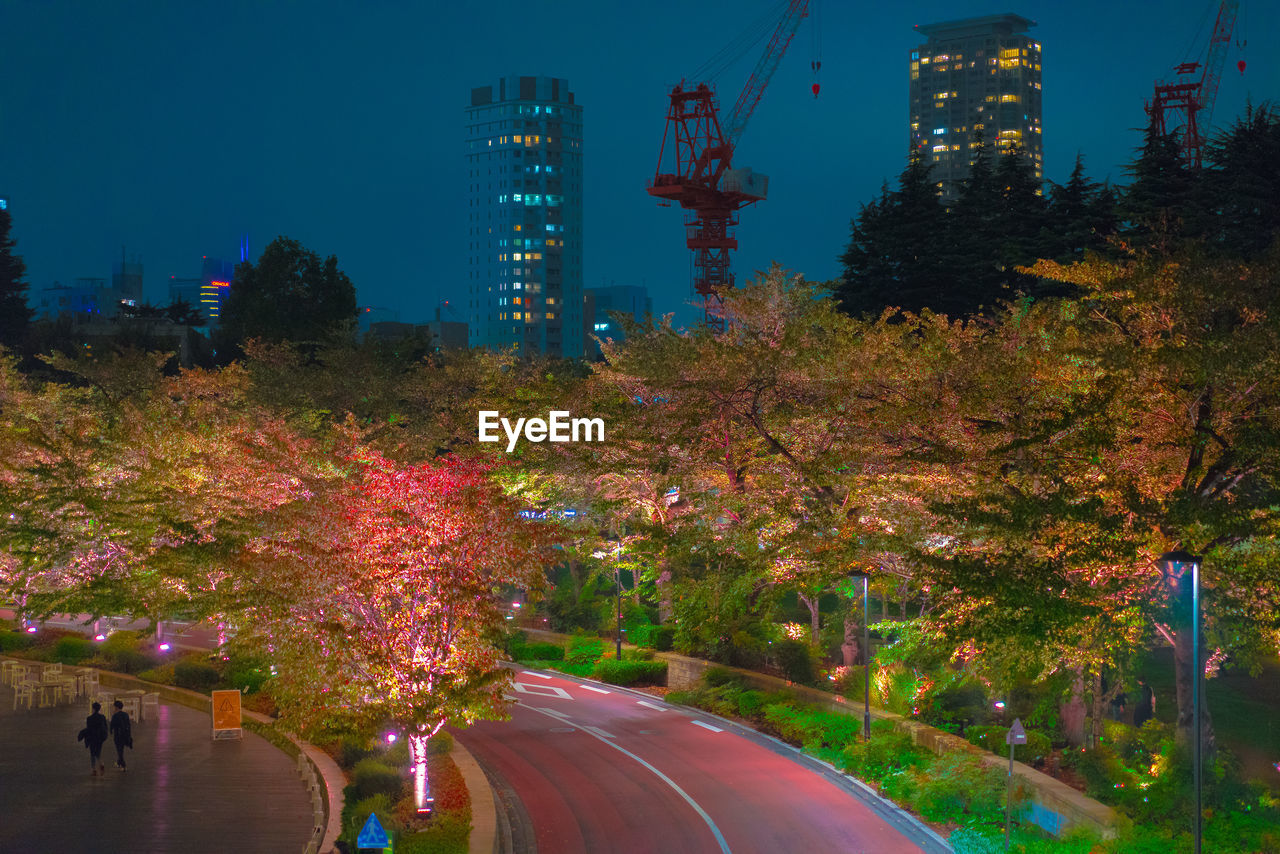 View of trees in city at night