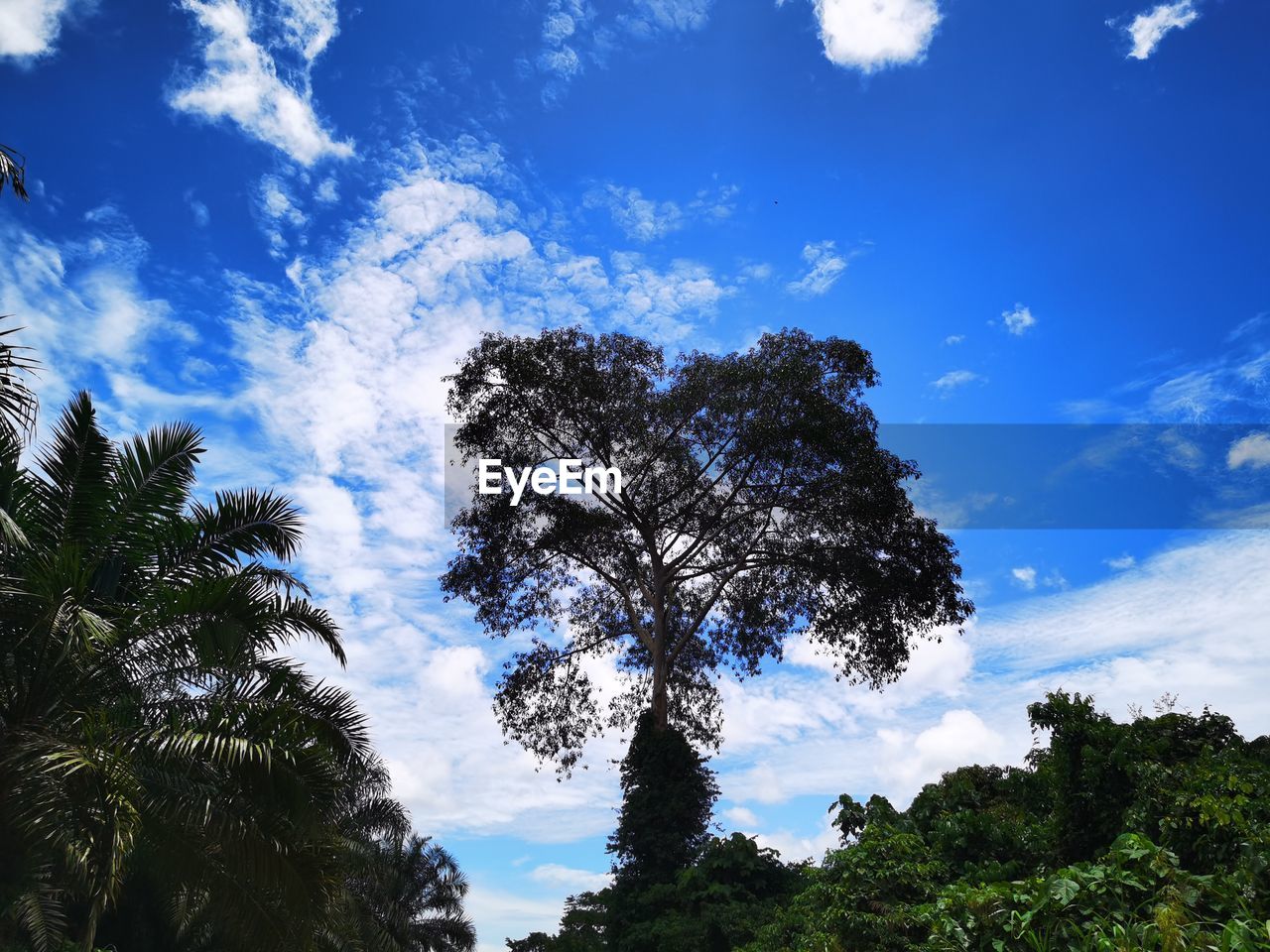 tree, sky, plant, nature, cloud, beauty in nature, blue, scenics - nature, environment, no people, sunlight, tranquility, forest, low angle view, pinaceae, pine tree, growth, land, landscape, coniferous tree, outdoors, non-urban scene, tranquil scene, pine woodland, green, travel destinations, day, horizon, tropical climate, travel, mountain, idyllic