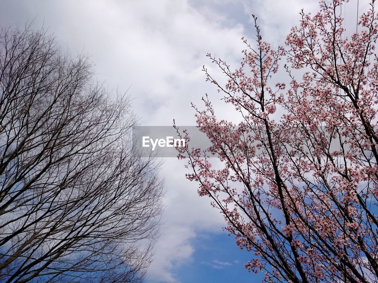 LOW ANGLE VIEW OF TREE AGAINST SKY