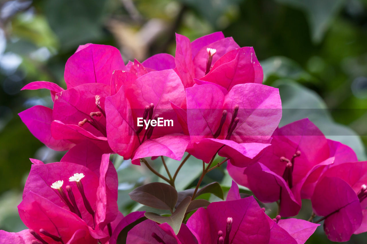 CLOSE-UP OF PINK FLOWERING PLANTS