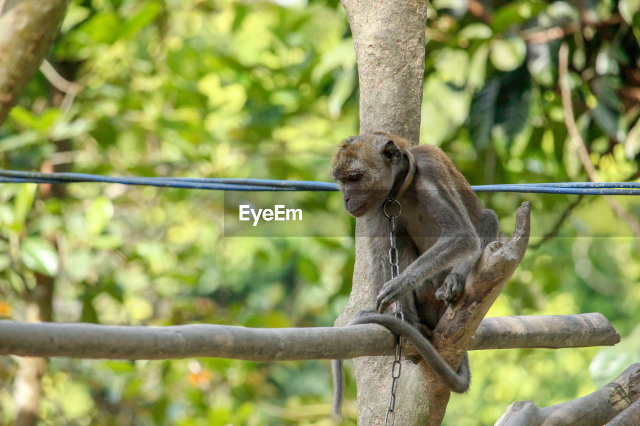 Close-up of monkey on tree