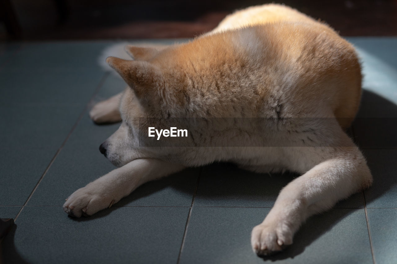 Aki inu dog sleeping on tiled floor