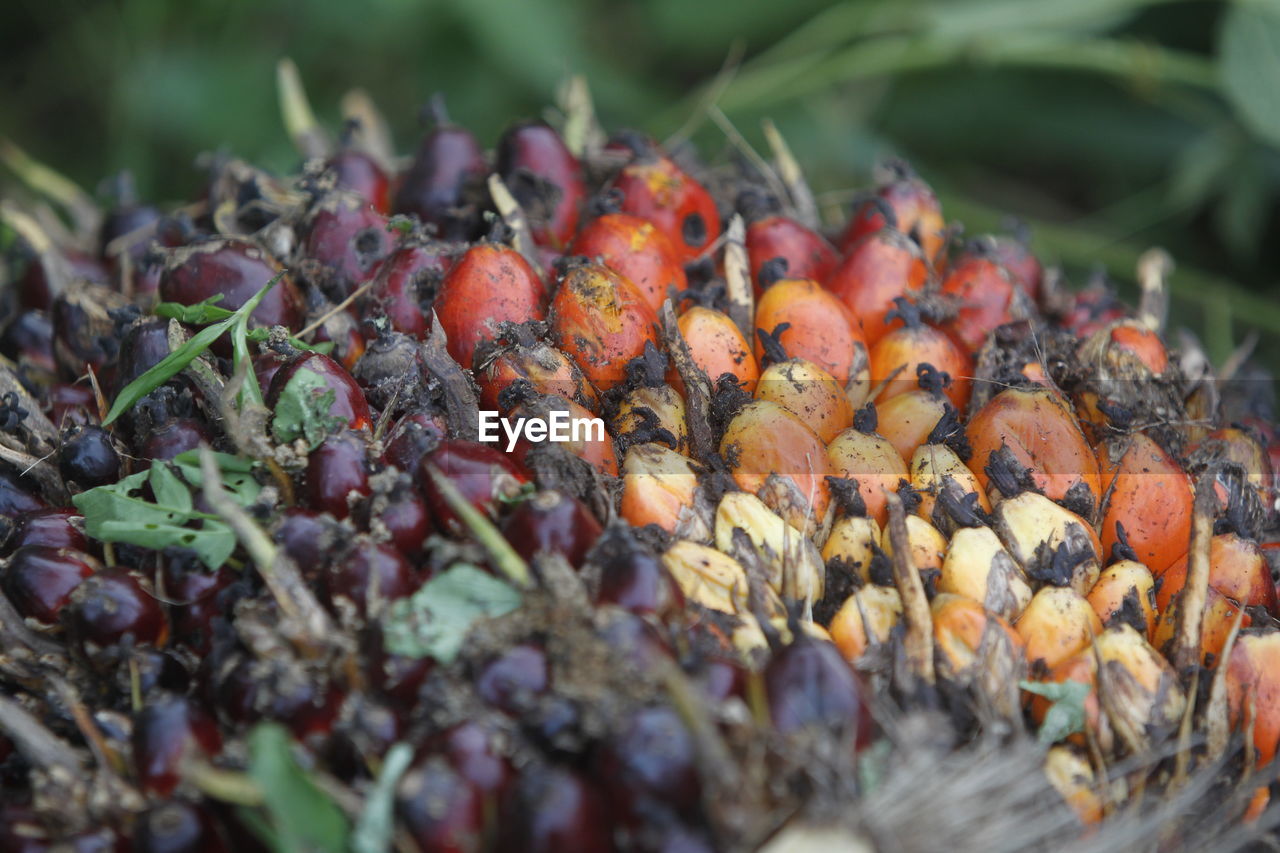 The palm fruits on palm plantation in bintan island, indonesia.