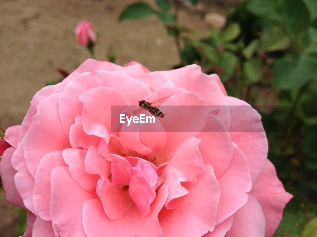 CLOSE-UP OF INSECT POLLINATING PINK FLOWER