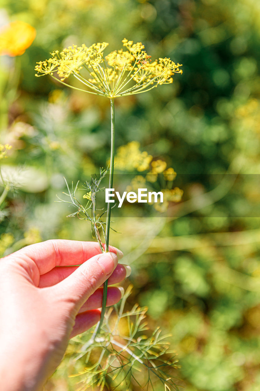 HUMAN HAND HOLDING RED FLOWER