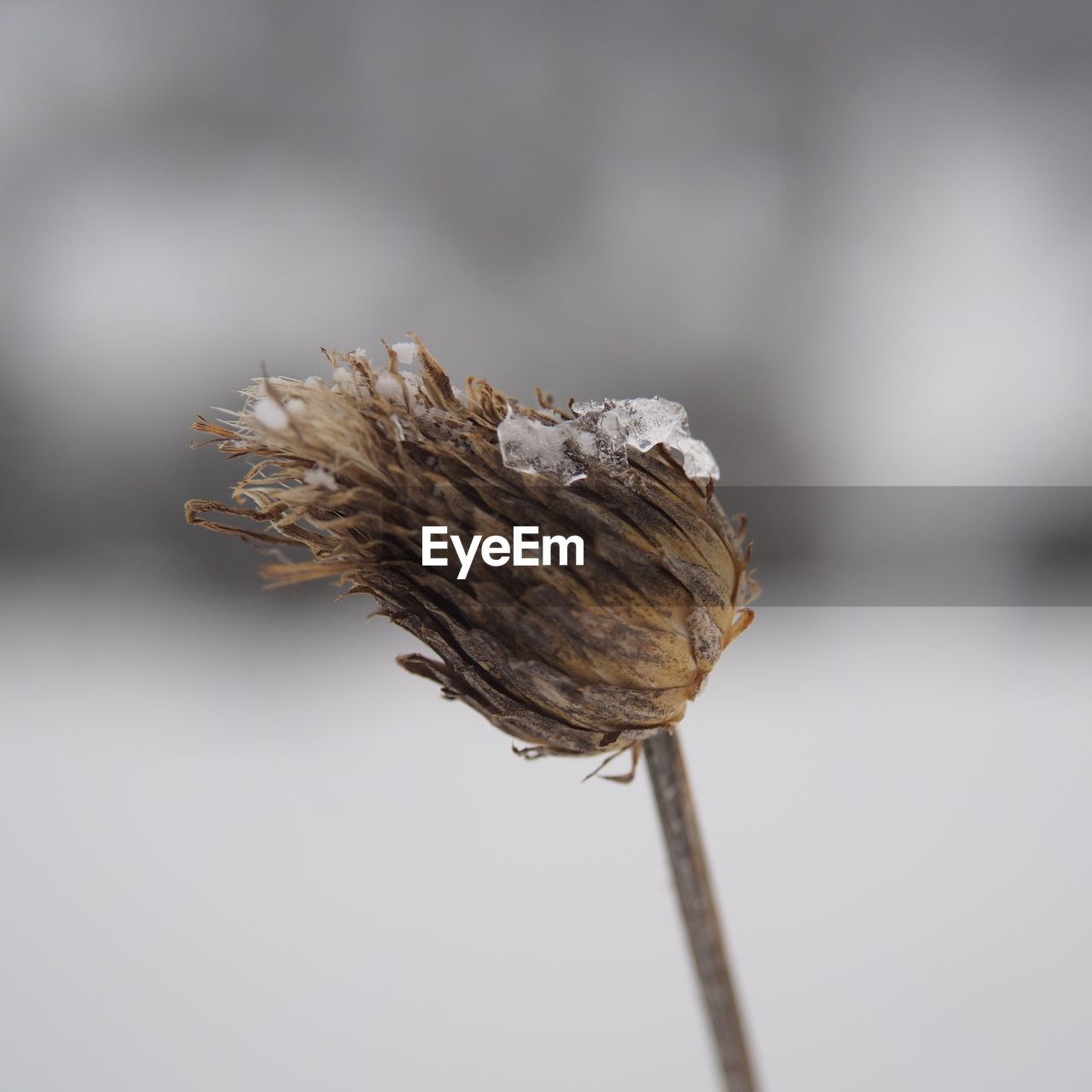 Close-up of wilted plant