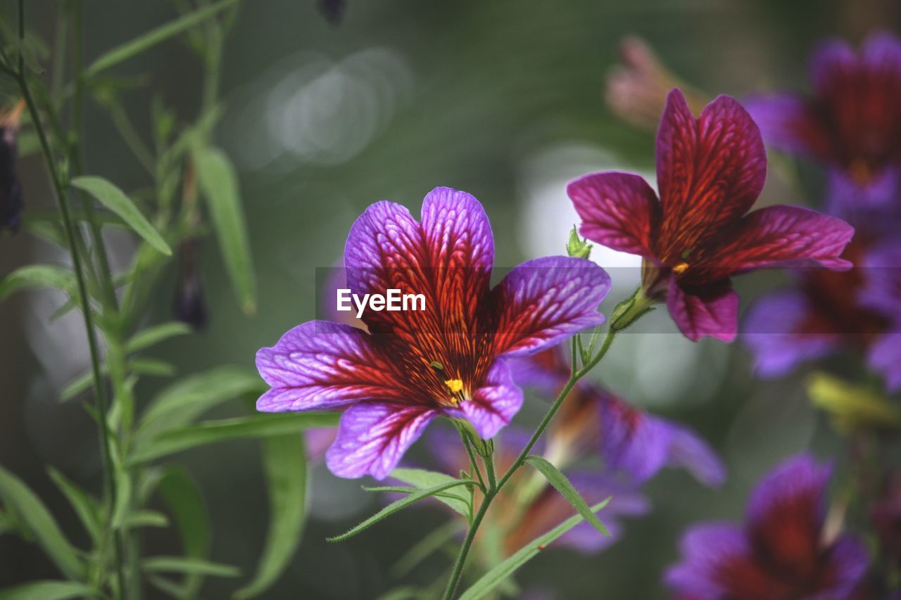 close-up of purple flowers