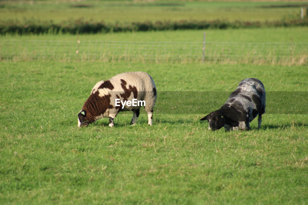 Cow in a field