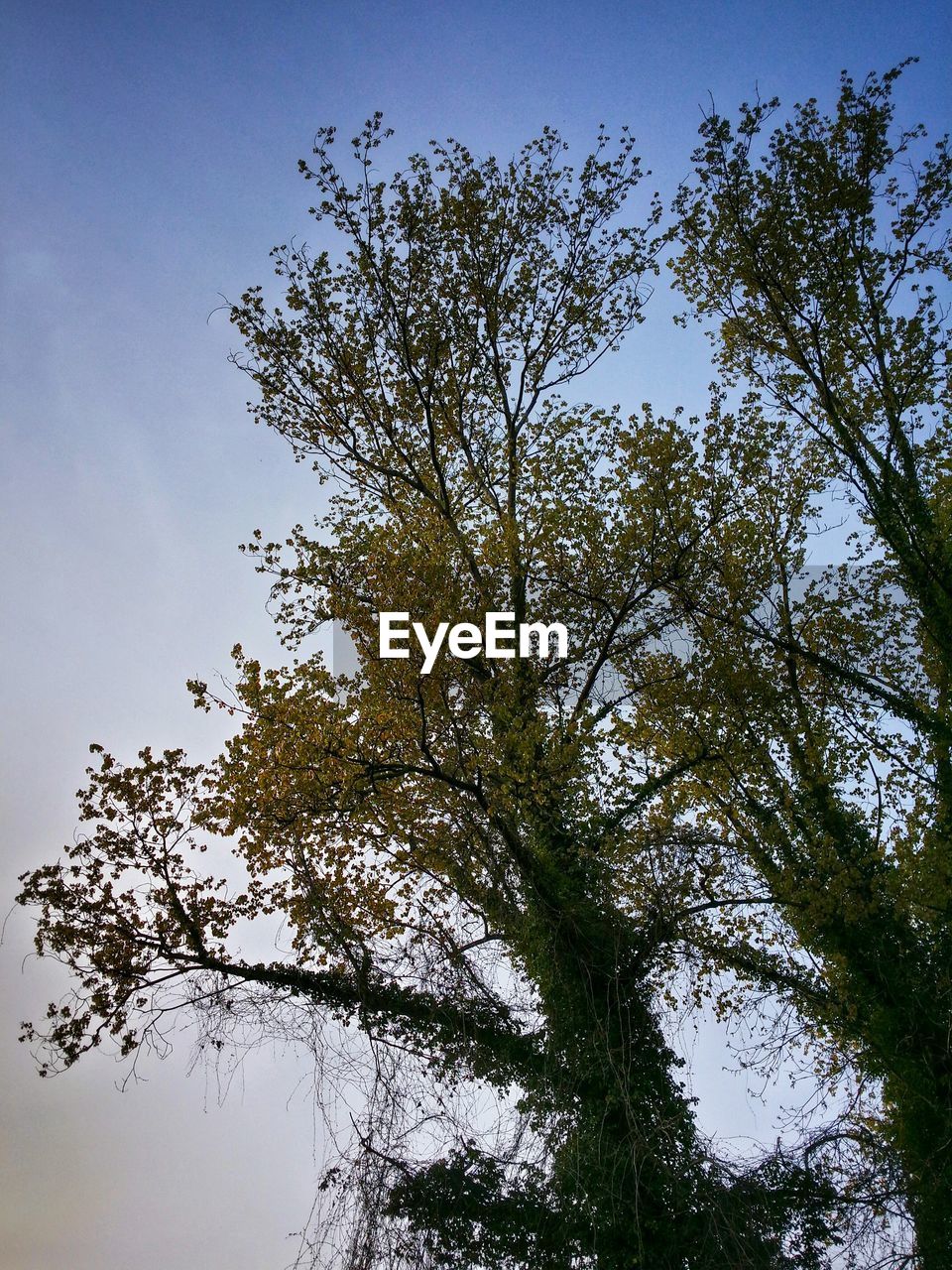 LOW ANGLE VIEW OF TREES AGAINST SKY