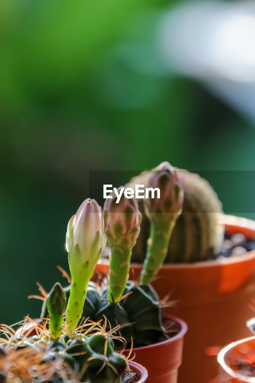 Close-up of potted plant