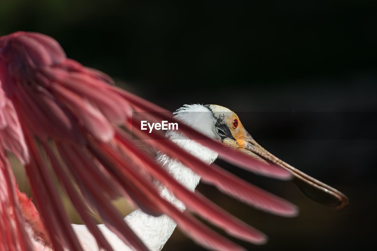 CLOSE-UP OF HUMMINGBIRD