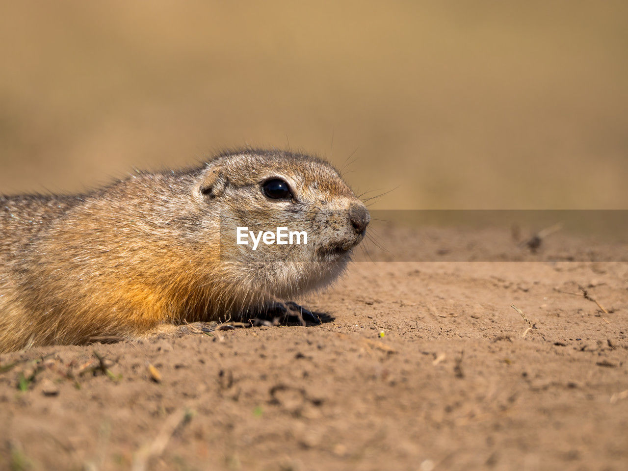 animal, animal themes, animal wildlife, one animal, wildlife, prairie dog, mammal, whiskers, rodent, no people, squirrel, close-up, nature, land, selective focus, outdoors, day, side view, portrait