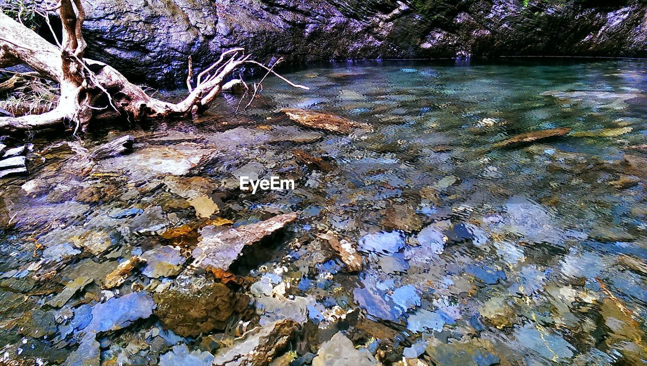 TREE GROWING BY LAKE