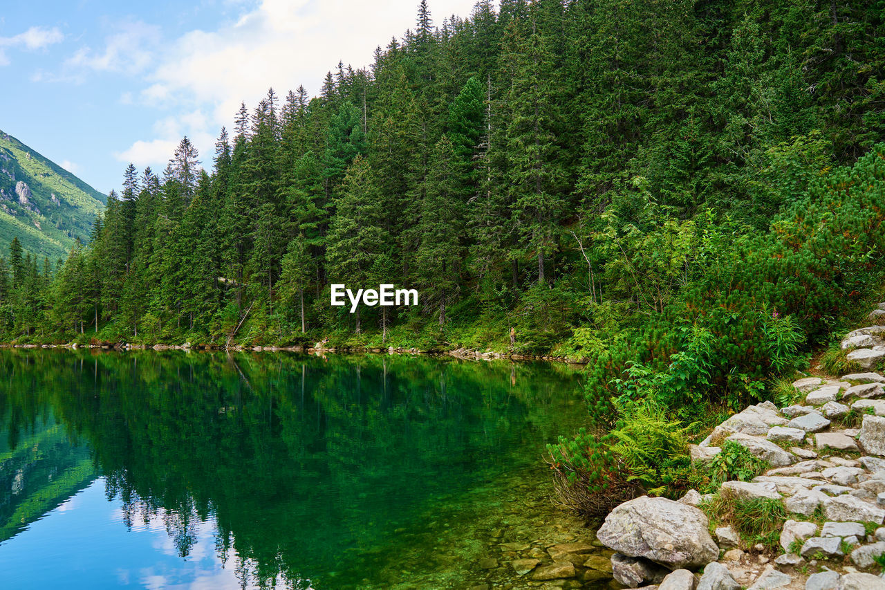 Spruce forest near blue lake in mountains. tatra national park in poland.morskie oko or sea eye lake