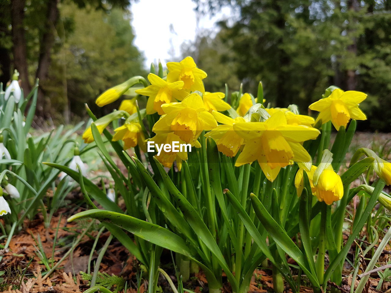 YELLOW FLOWERS BLOOMING ON FIELD