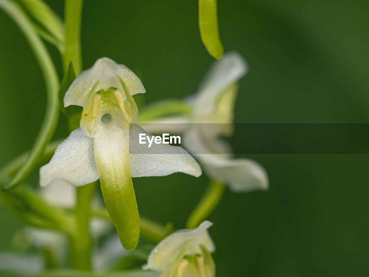 Close-up of flowering plant