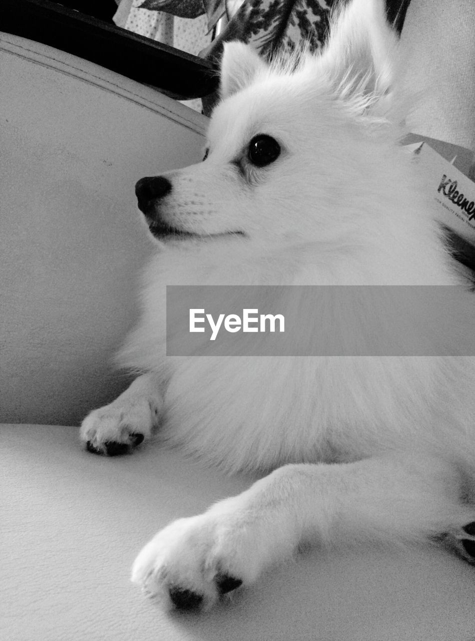 CLOSE-UP OF DOG RELAXING ON BED