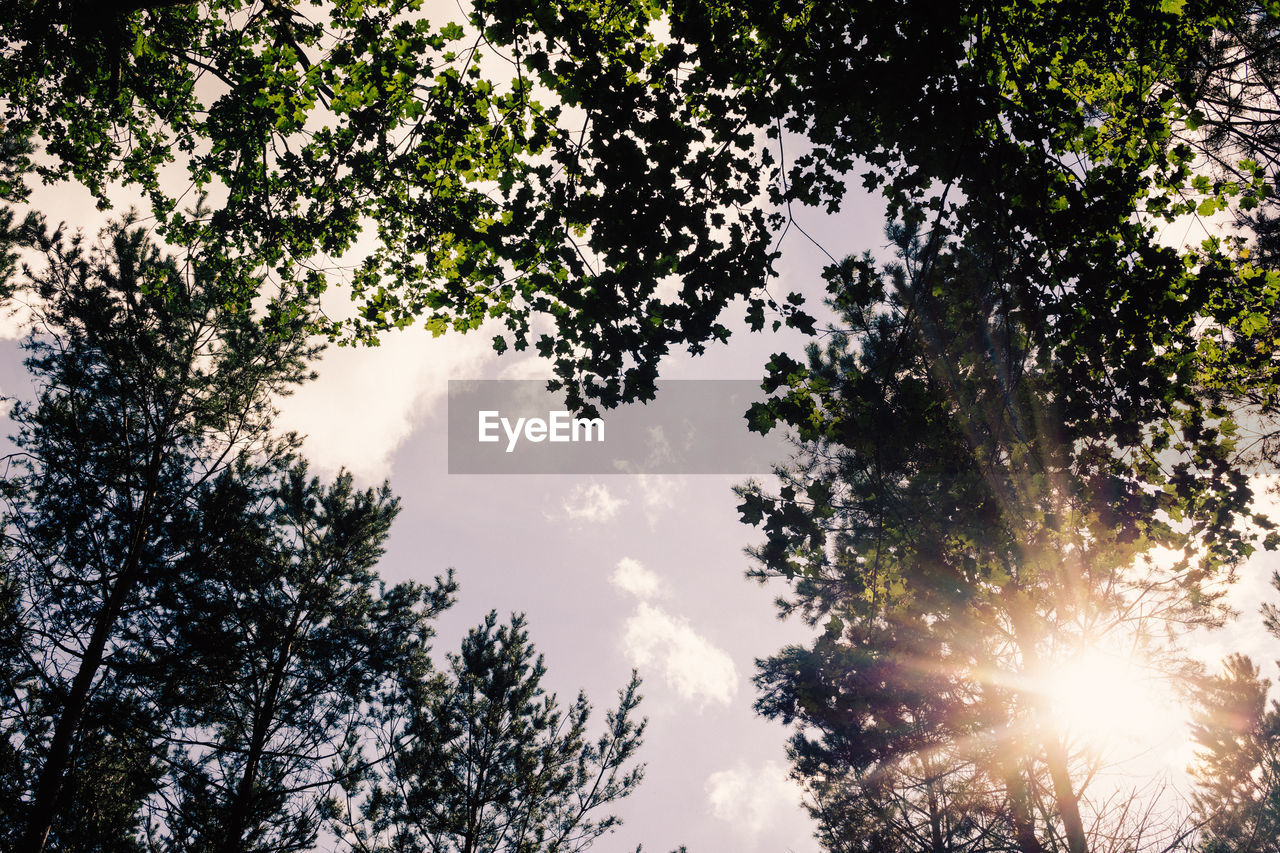 LOW ANGLE VIEW OF TREES