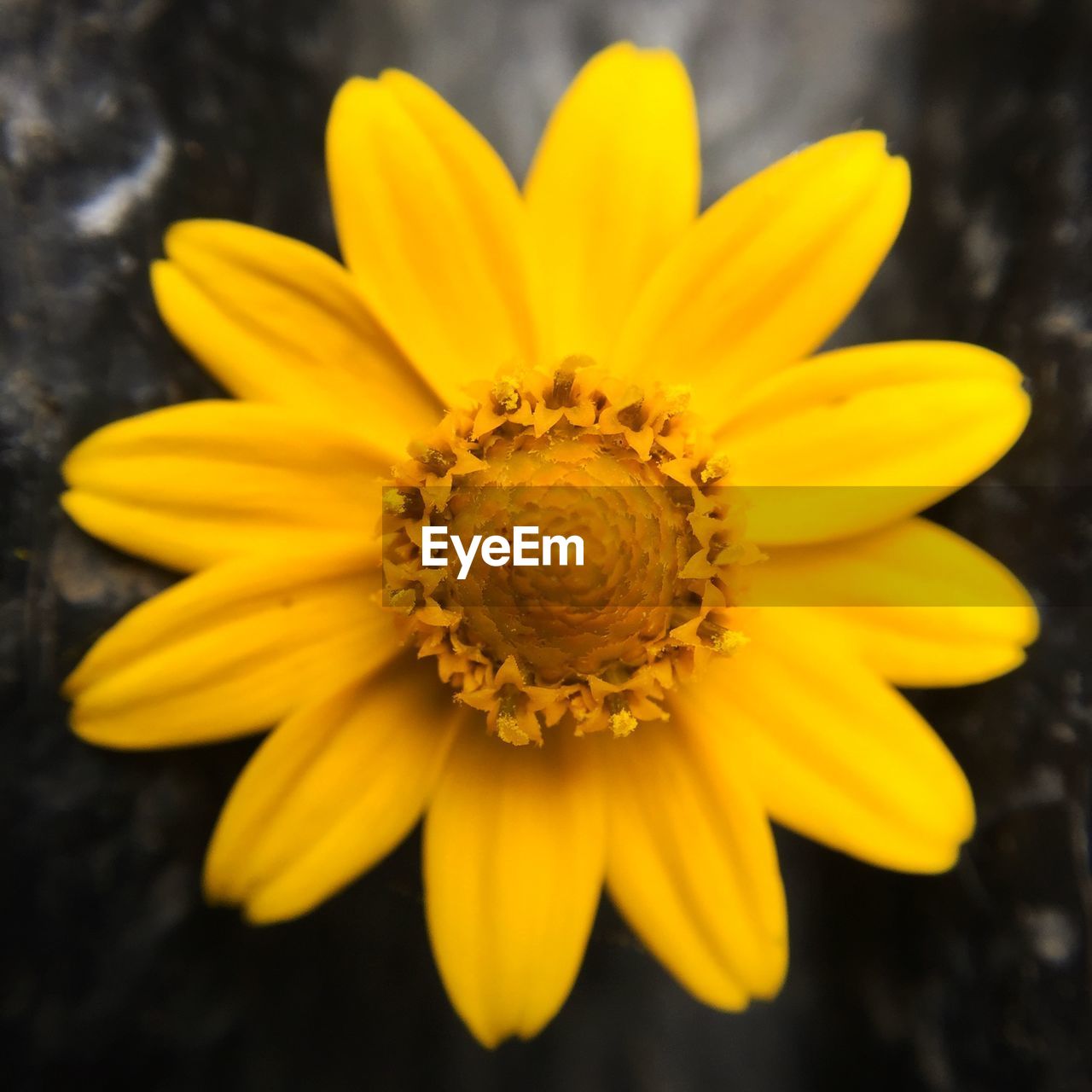 Close-up of yellow flower blooming in yard