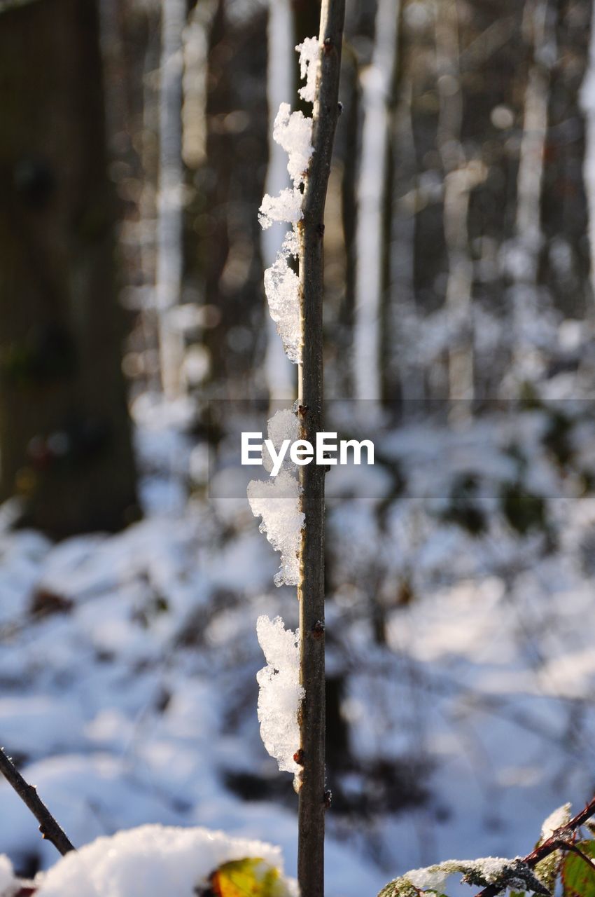 CLOSE-UP OF FROZEN PLANT ON TREE TRUNK