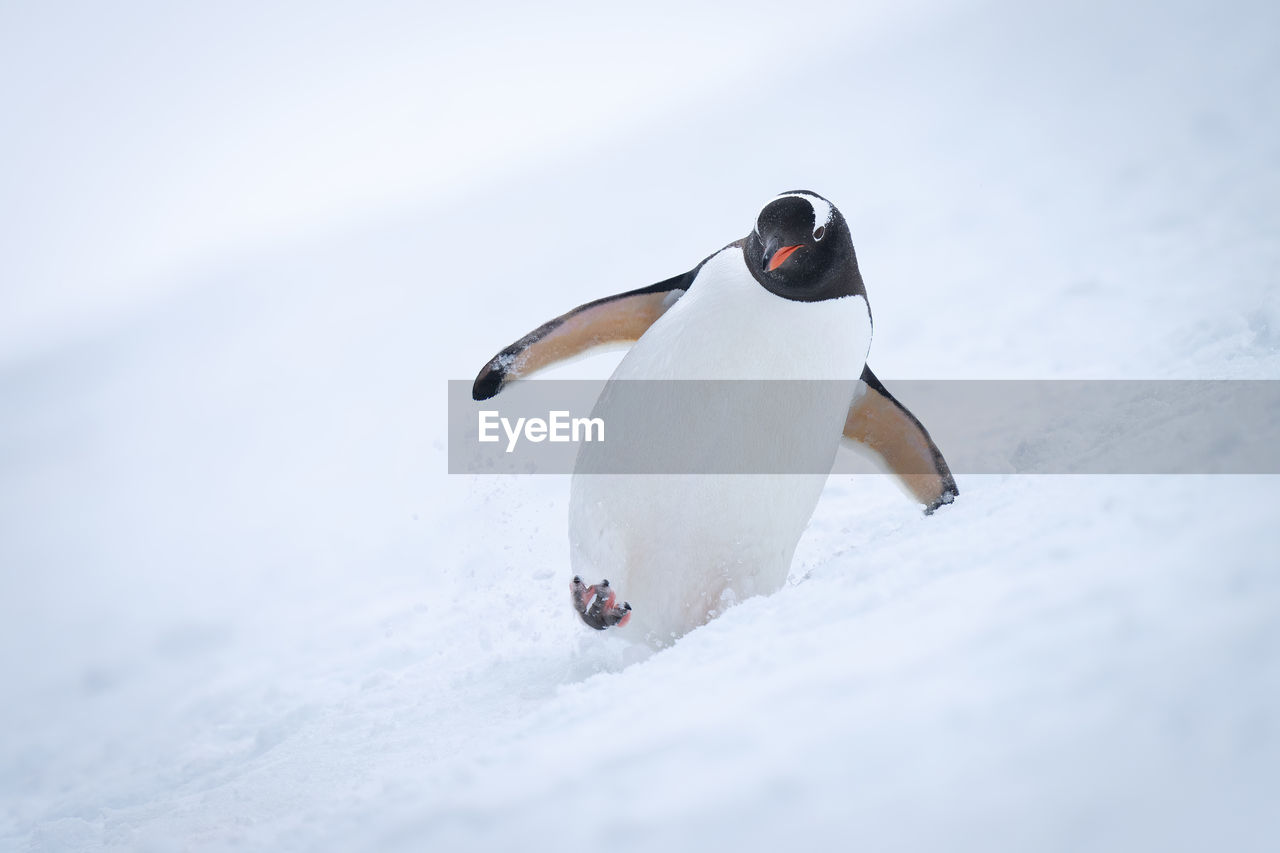Gentoo penguin crossing snowy slope towards camera
