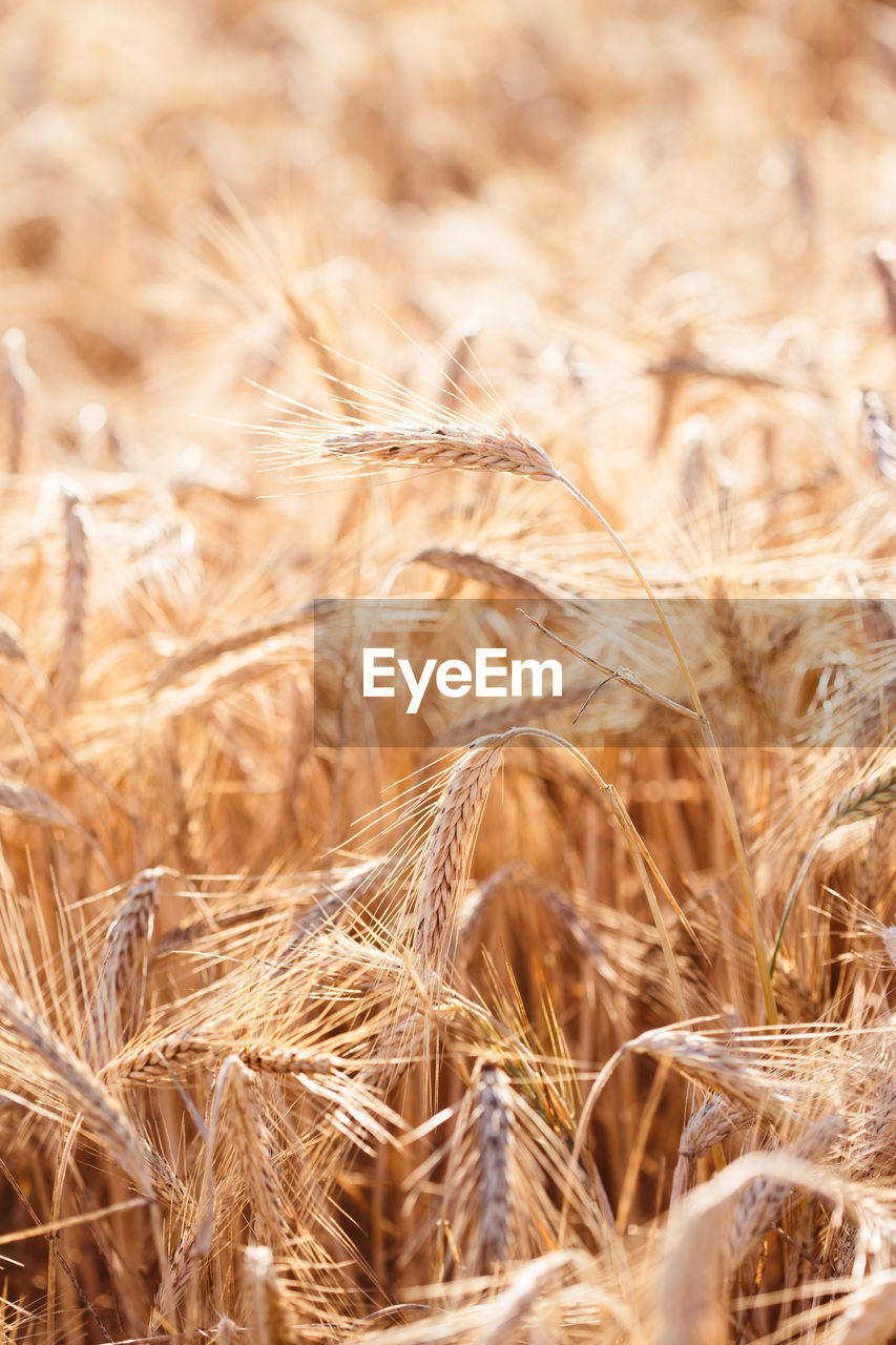 Close-up of wheat field