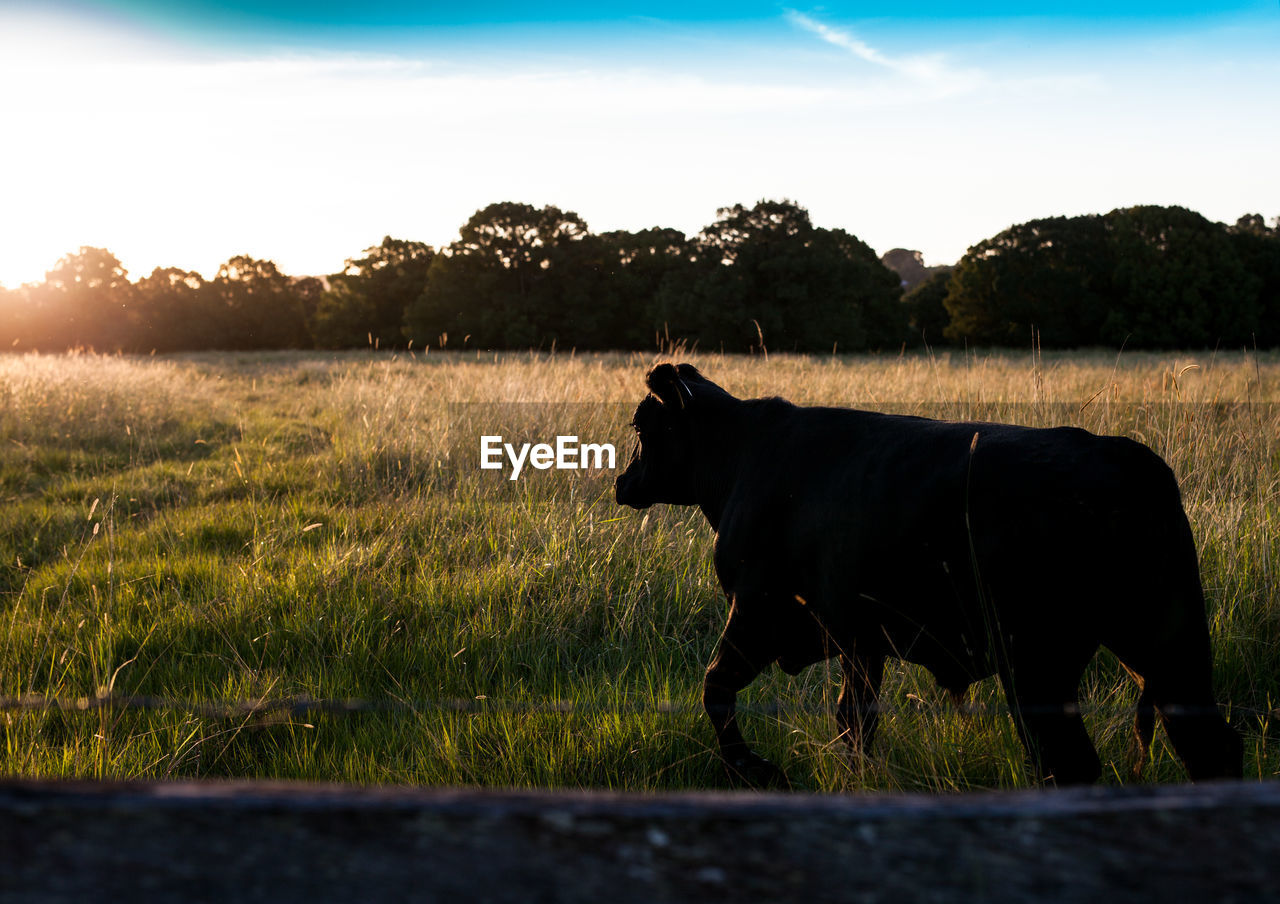 View of cow standing in grassy field