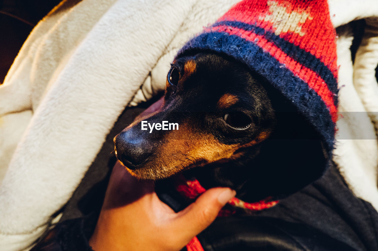 Close-up of person with dog on the bed in winter