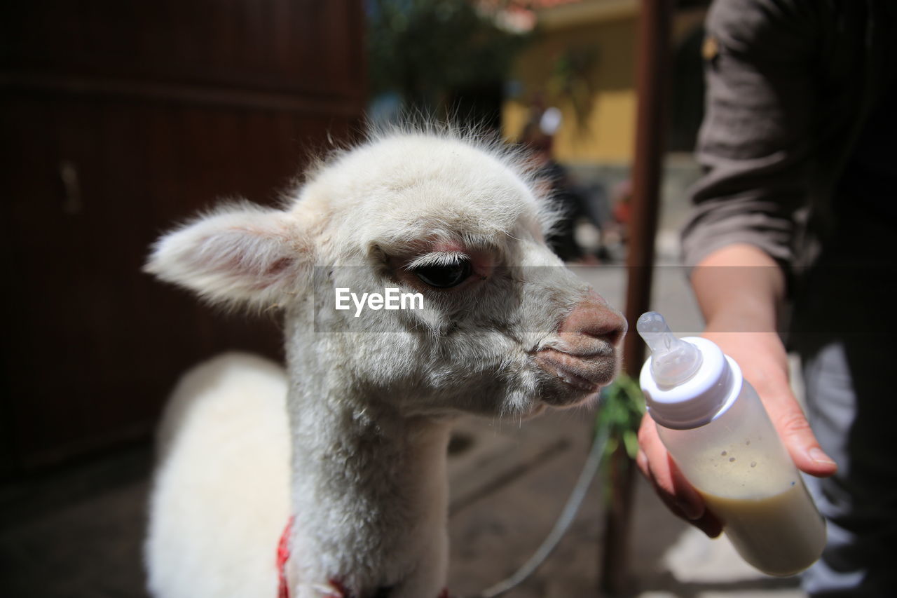 Close-up of man feeding llama