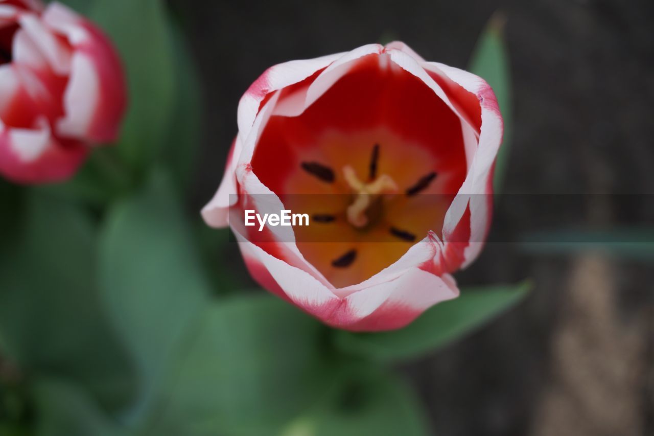 Close-up of flower blooming outdoors