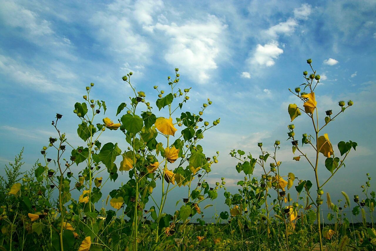 LOW ANGLE VIEW OF YELLOW FLOWERS