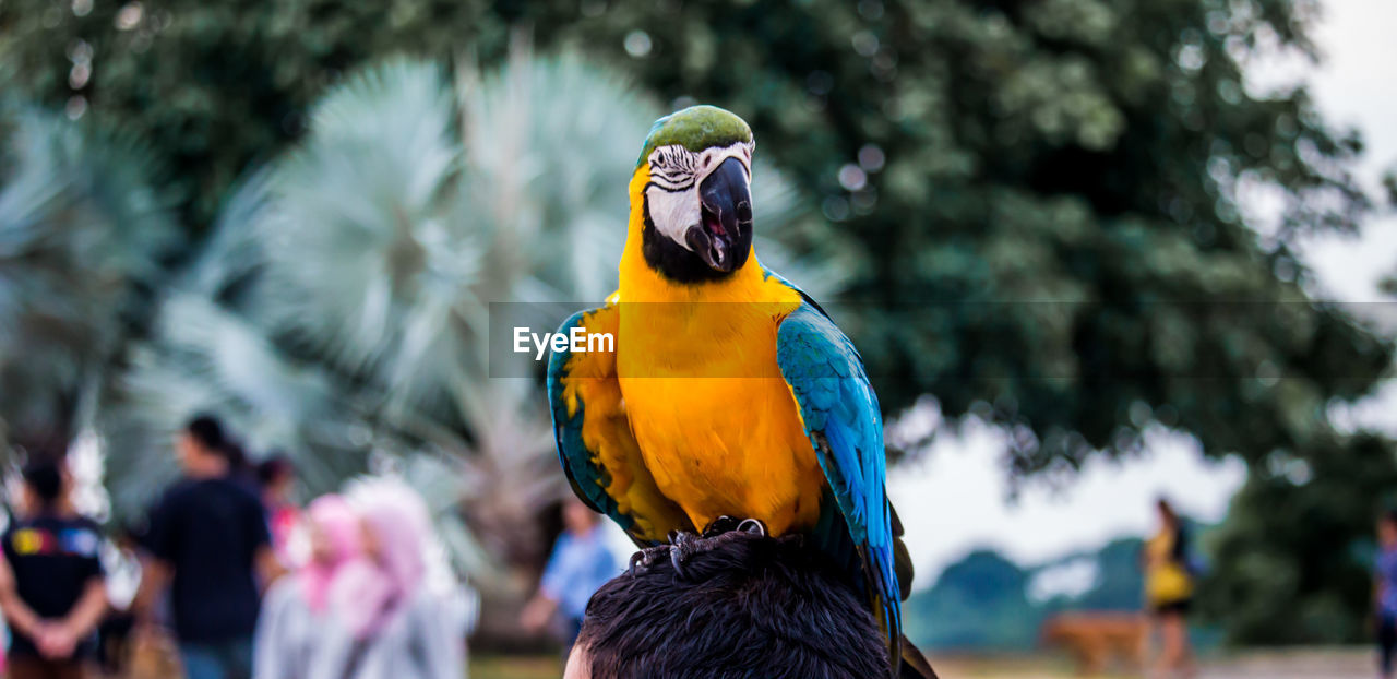 CLOSE-UP OF PARROT PERCHING ON A BIRD