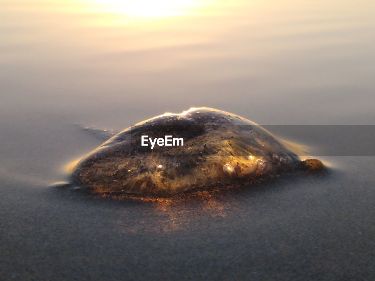 Up close shot of jelly fish on beach sand