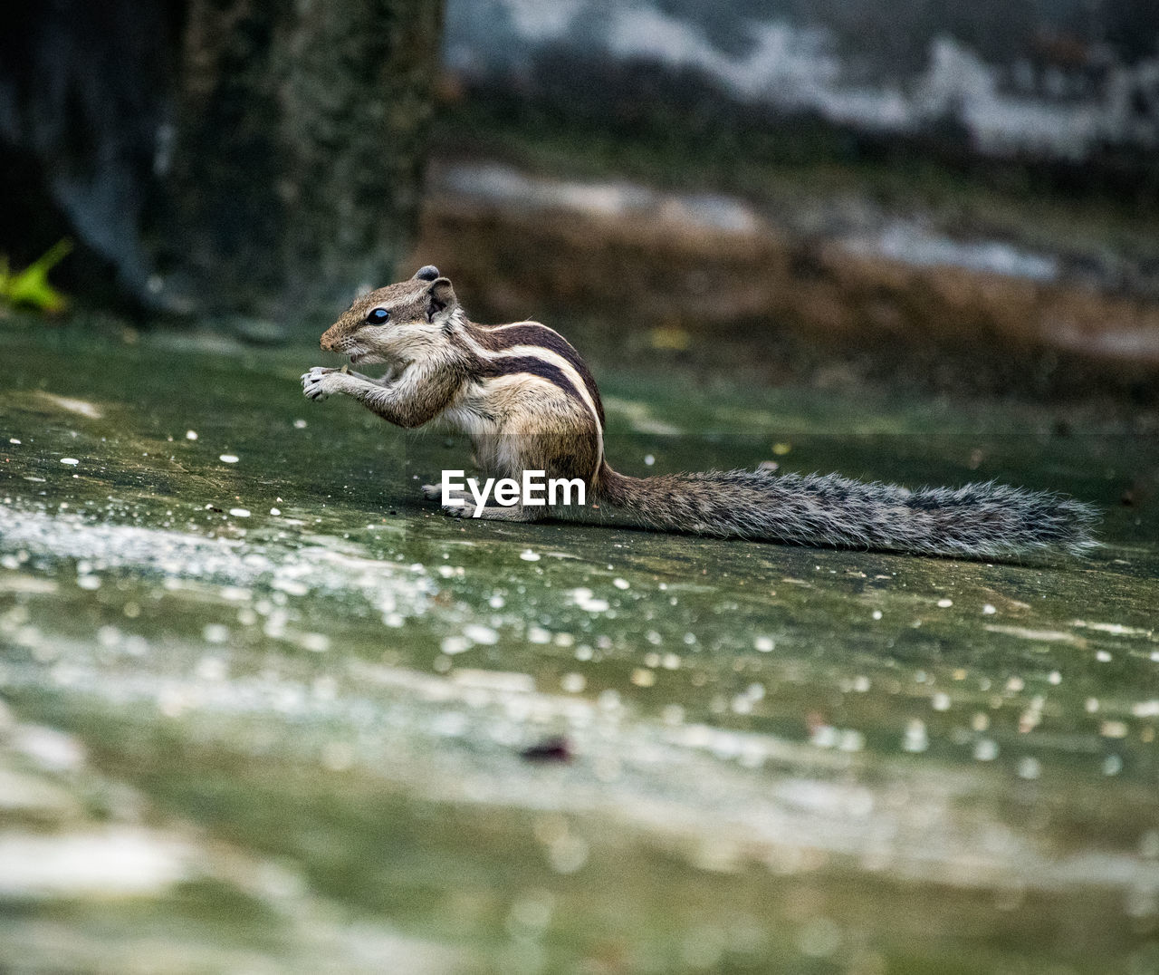 Side view of squirrel eating 