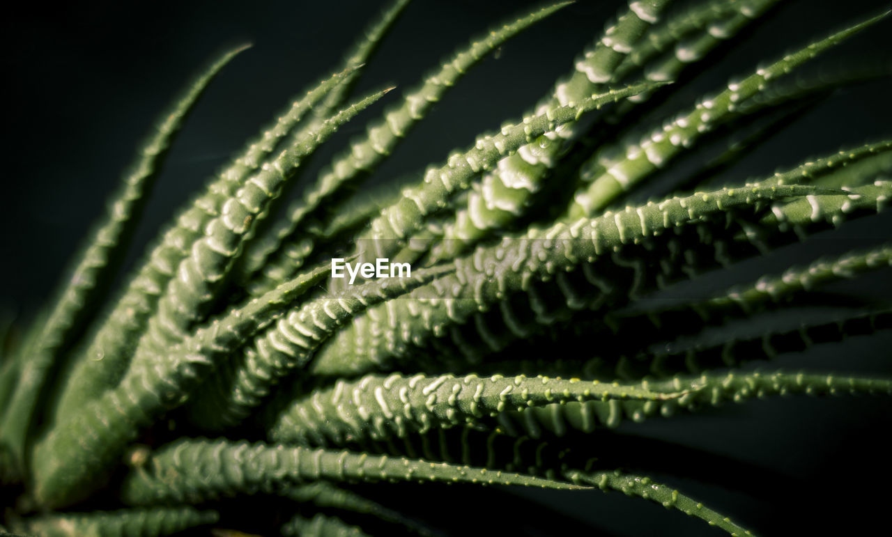 CLOSE-UP OF FERN LEAF