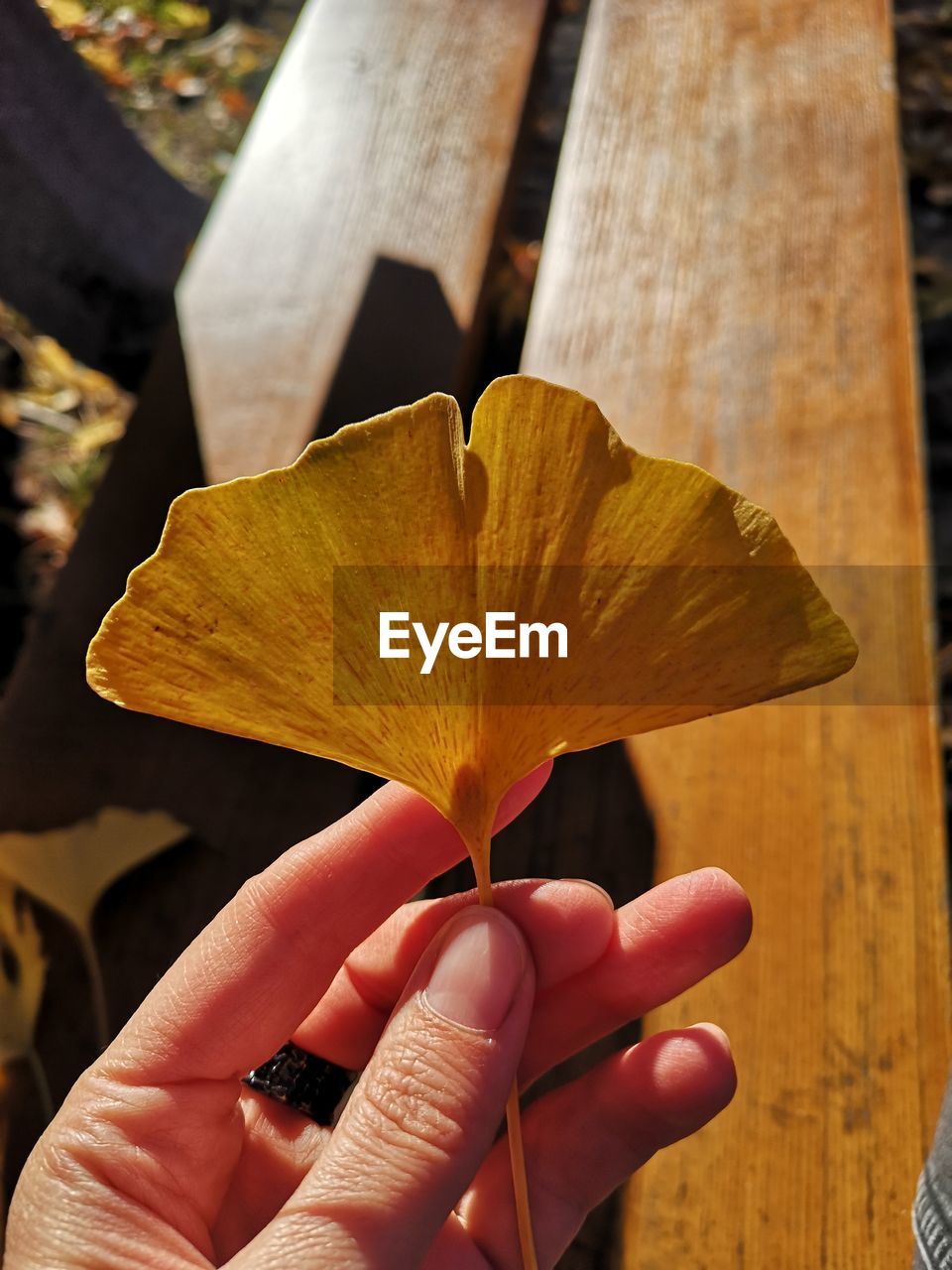 CLOSE-UP OF PERSON HOLDING MAPLE LEAF DURING AUTUMN