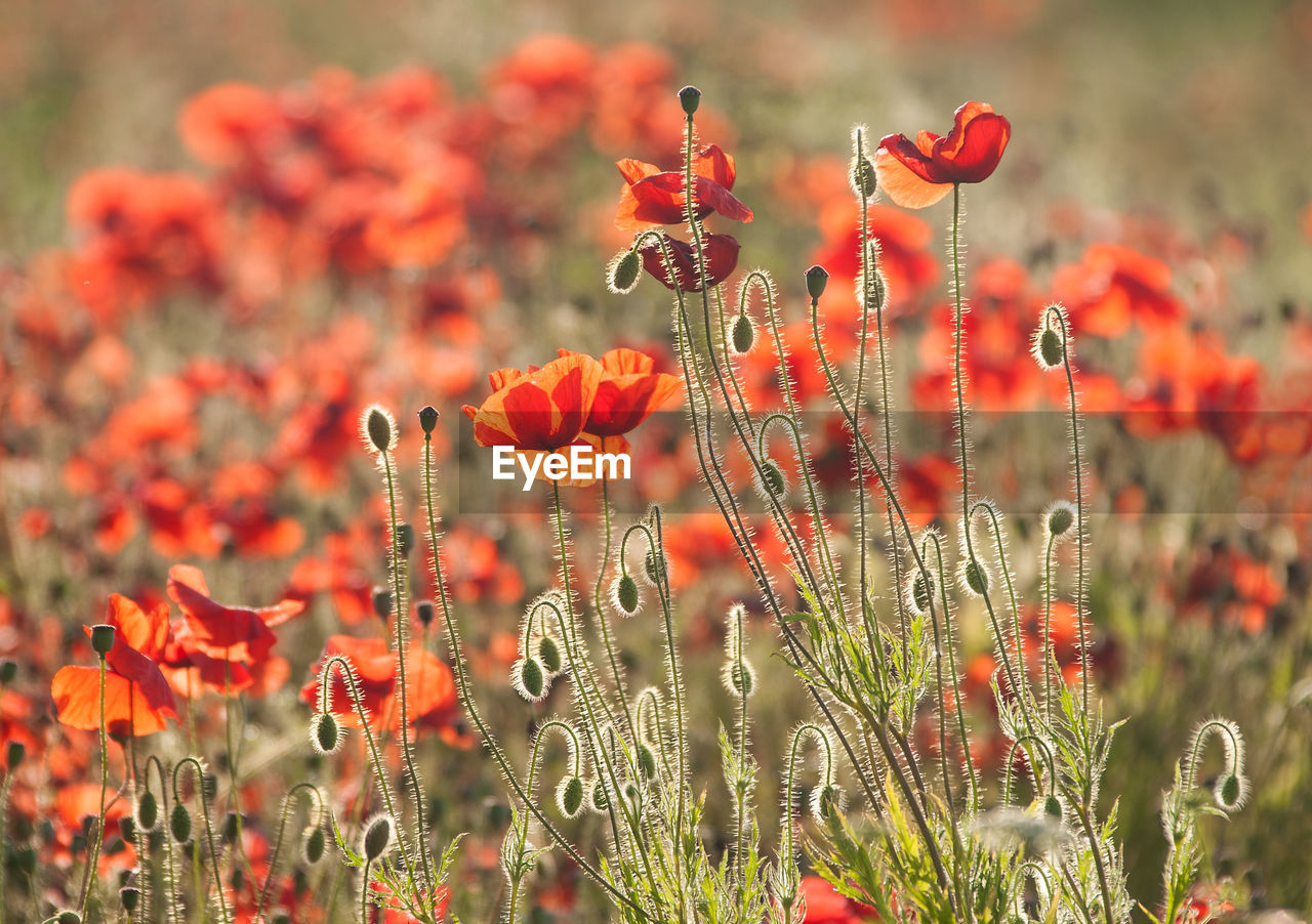 Close-up of red poppy flowers